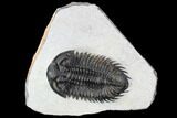 Coltraneia Trilobite Fossil - Huge Faceted Eyes #106982-2